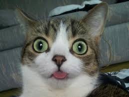 Cute picture of a cat with its tongue sticking out slightly.